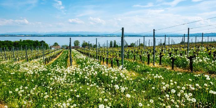 Vignes Neuchâtel