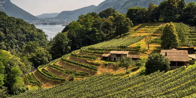 Vignes Tessin