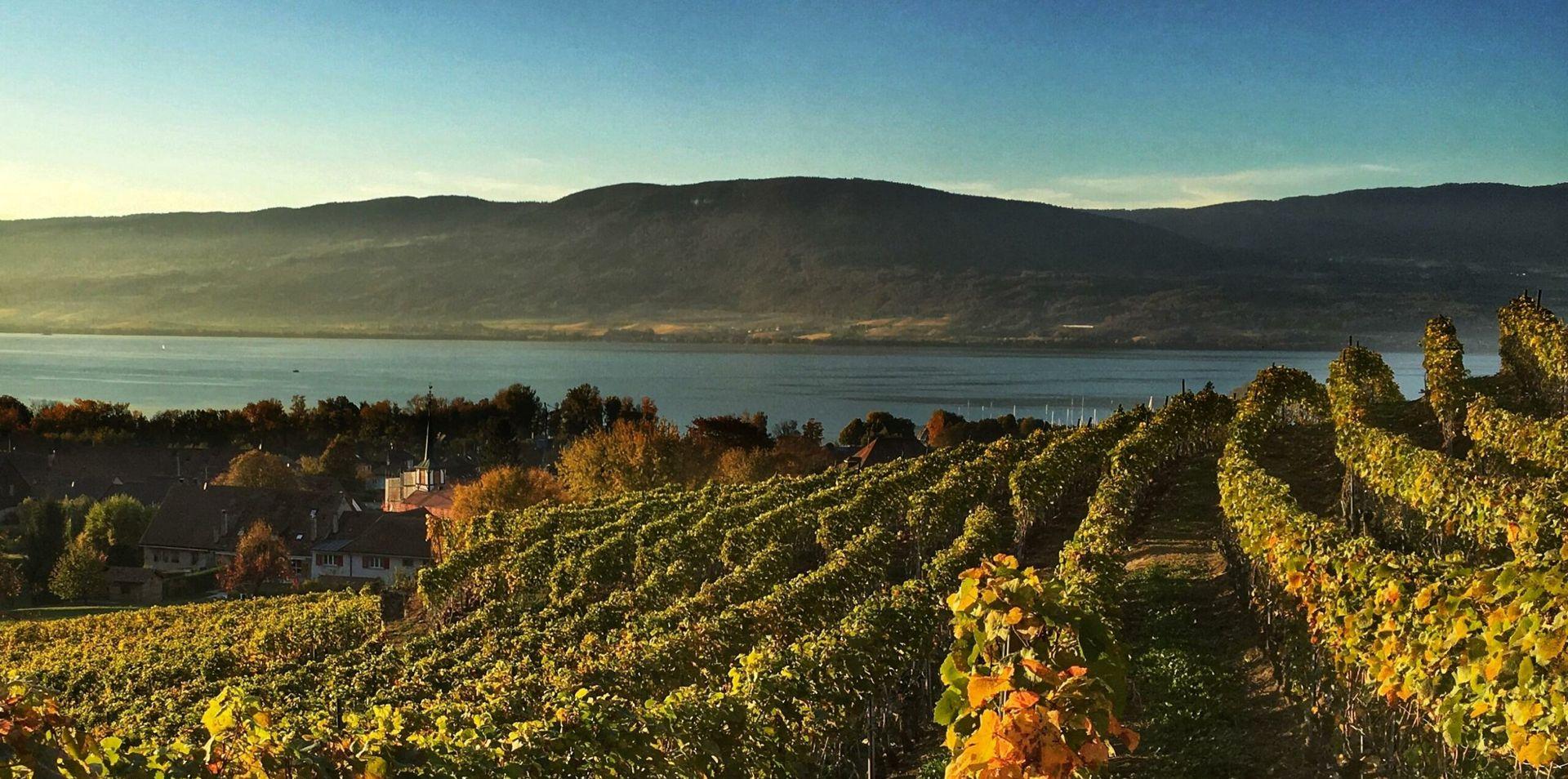 Vigne Fribourg